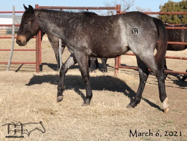 Miss Black Socks MA's 2020 Roan Filly -